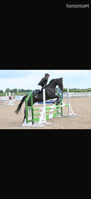 "Dorris" Black Mare All Rounder