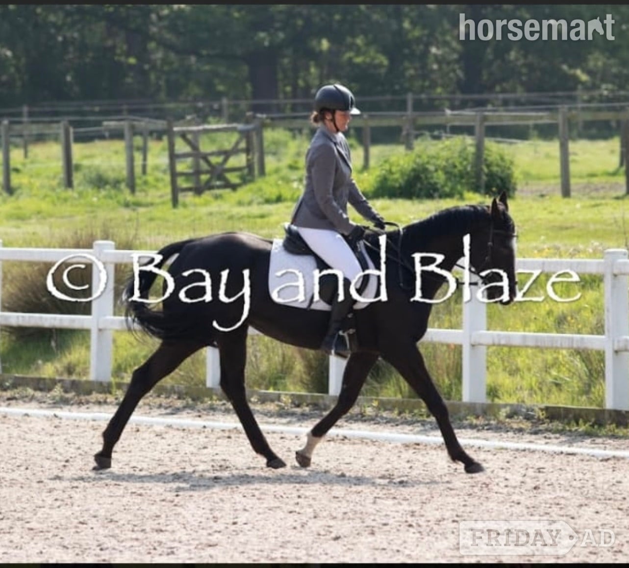 "Dorris" Black Mare All Rounder