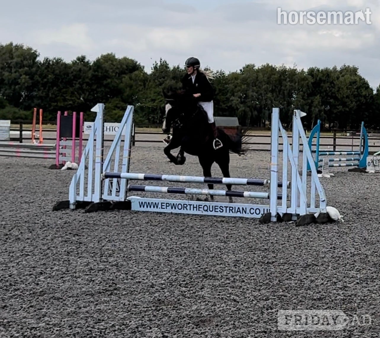 "Dorris" Black Mare All Rounder - Horses in Gainsborough