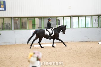 "Prince" Dark Brown Gelding Ex Racehorse