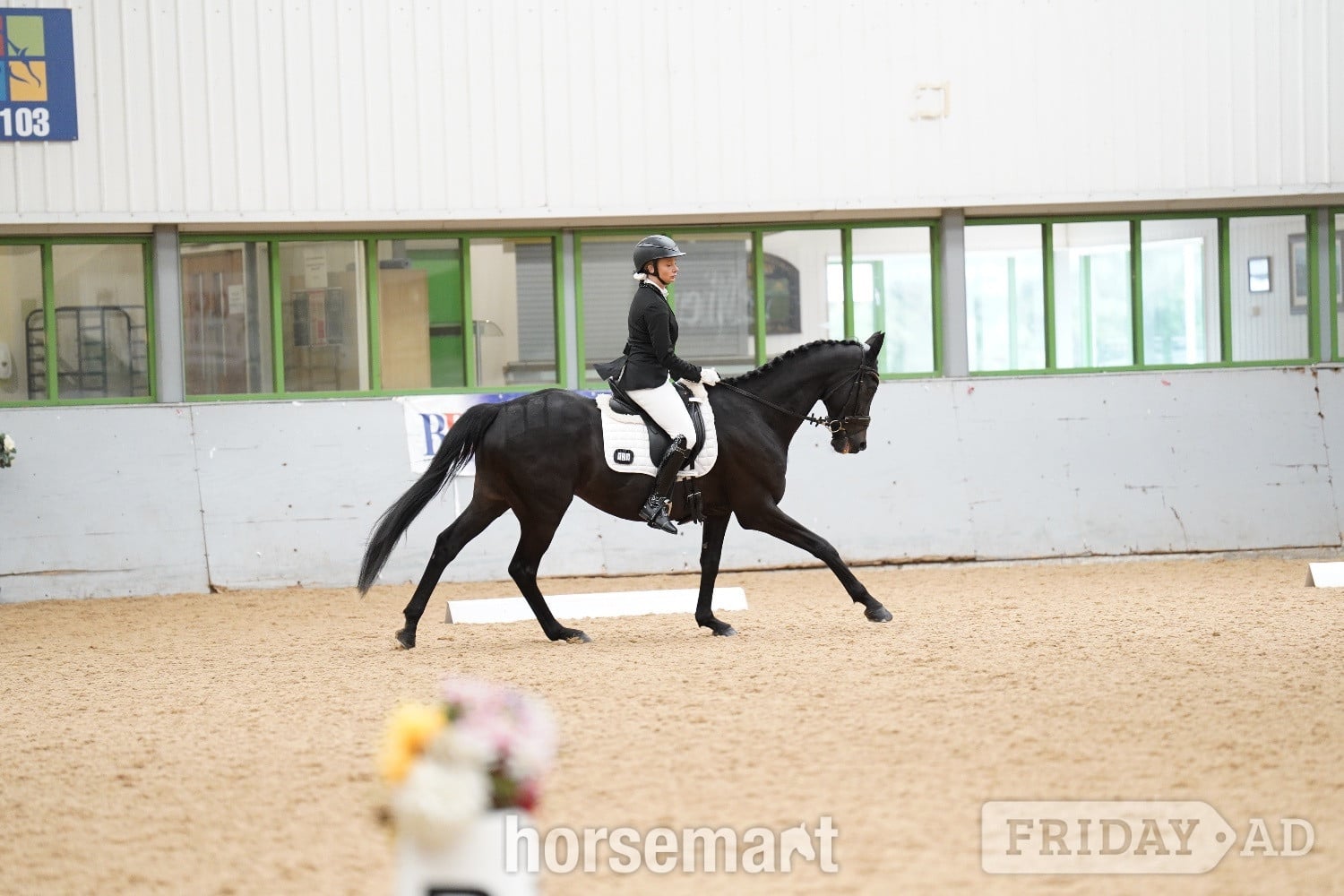 "Prince" Dark Brown Gelding Ex Racehorse in Clitheroe