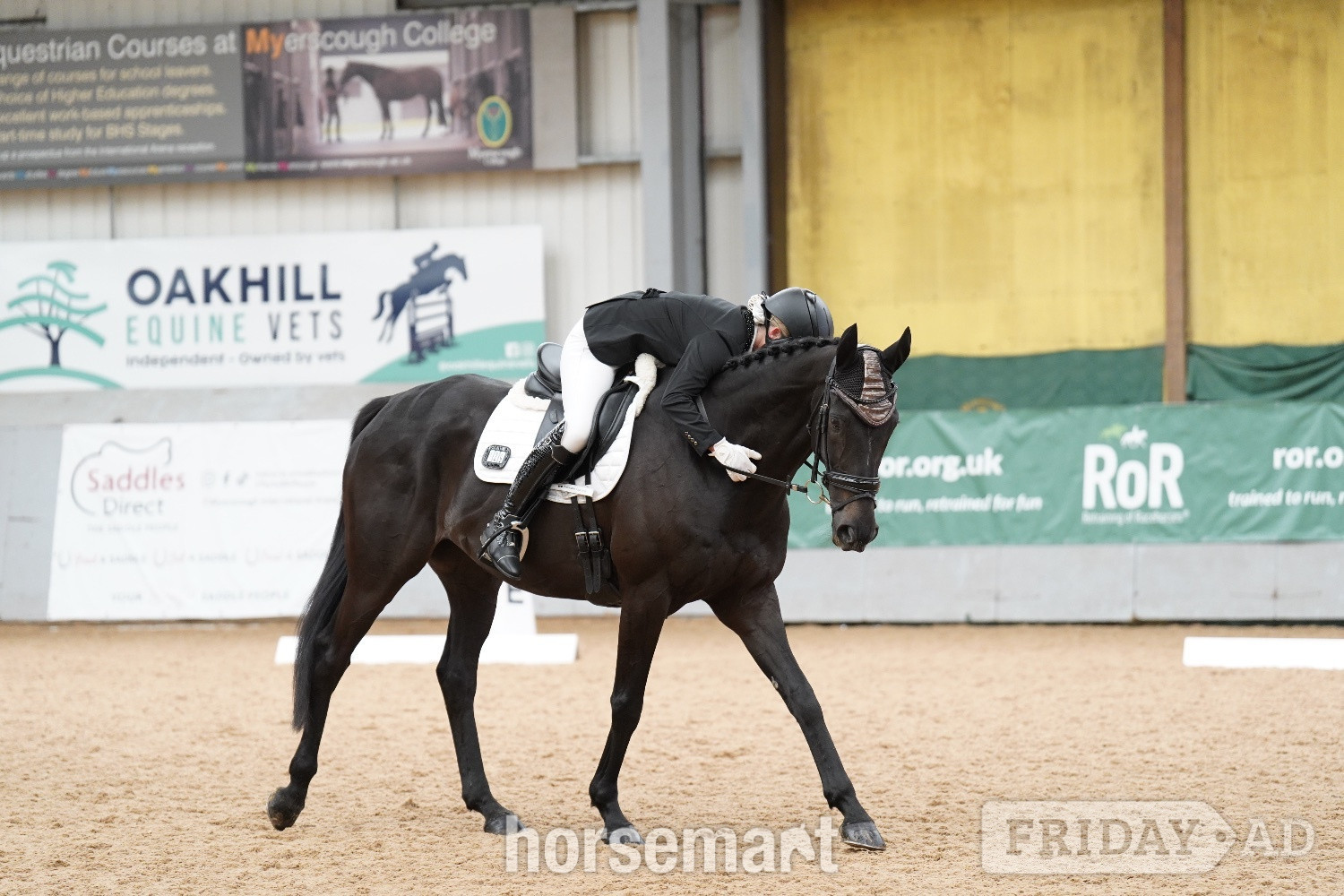 "Prince" Dark Brown Gelding Ex Racehorse