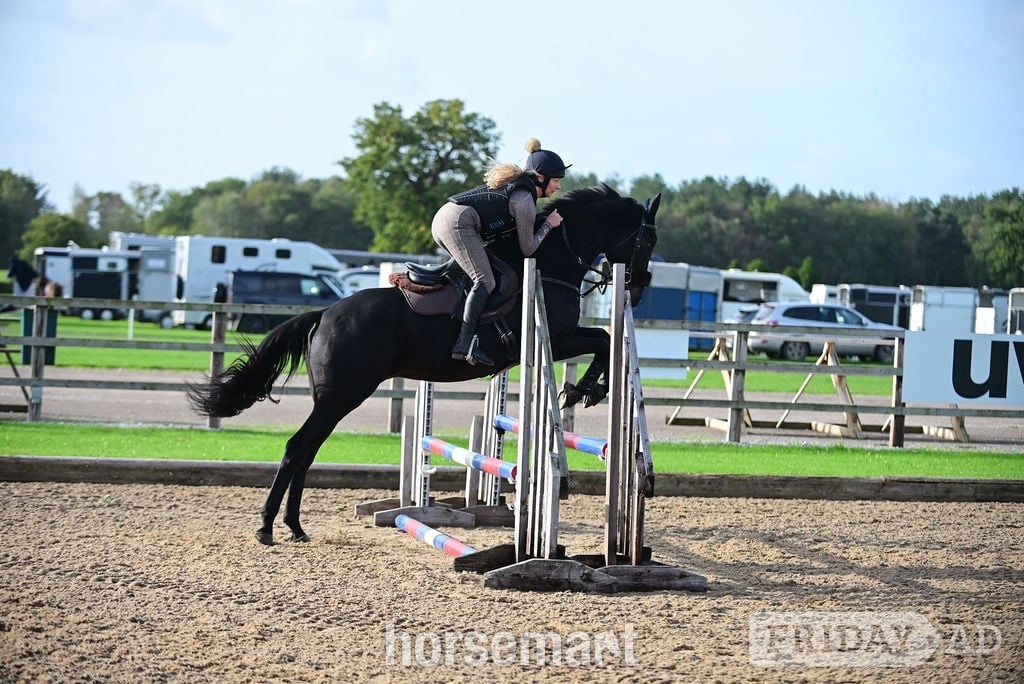 Clitheroe "Prince" Dark Brown Gelding Ex Racehorse