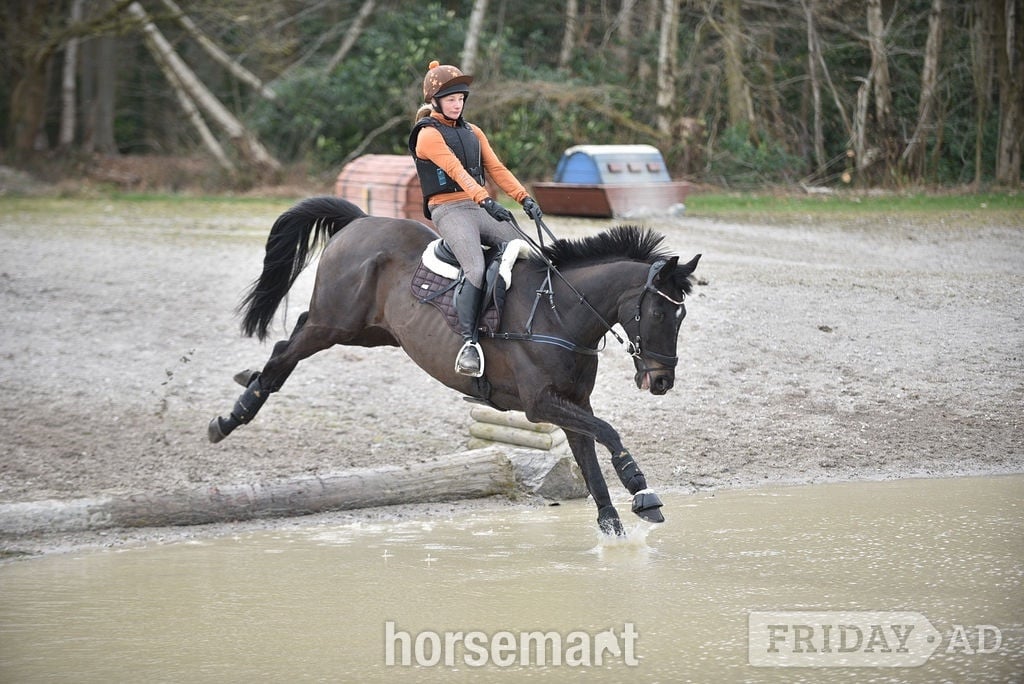 "Prince" Dark Brown Gelding Ex Racehorse - Horses in Clitheroe