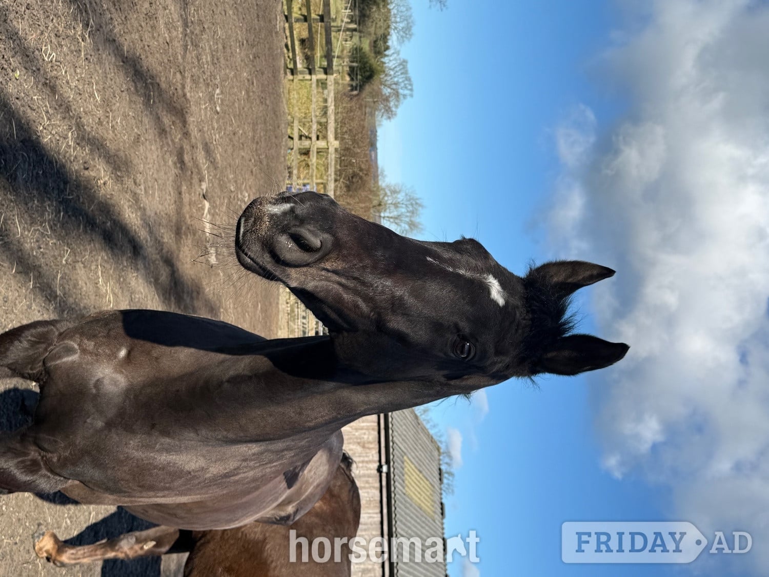 "Prince" Dark Brown Gelding Ex Racehorse - Horses