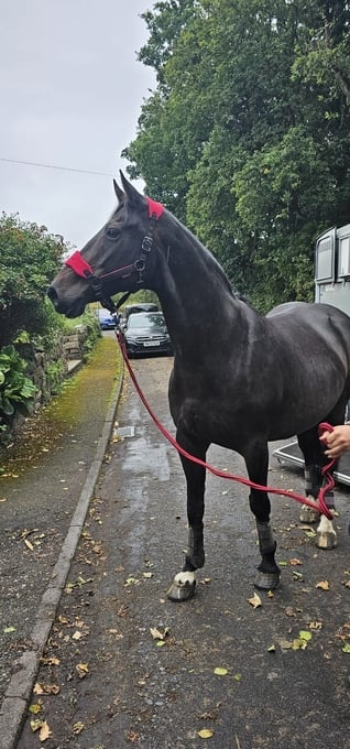 "Polly" Dark Bay Mare All Rounder