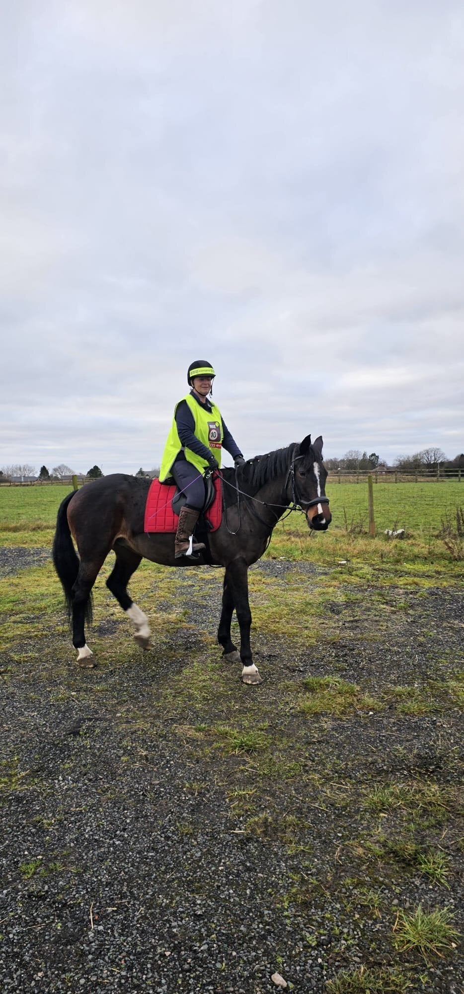 Chorley "Polly" Dark Bay Mare All Rounder