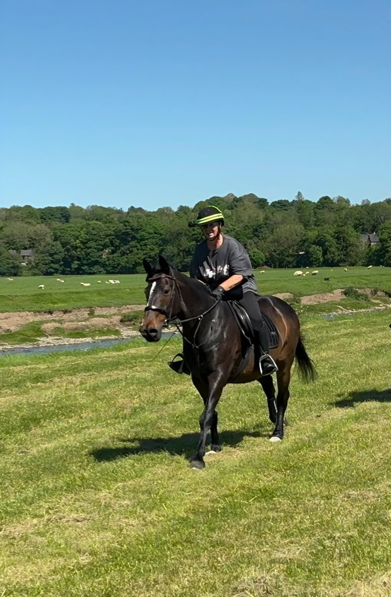 "Polly" Dark Bay Mare All Rounder - Horses in Chorley