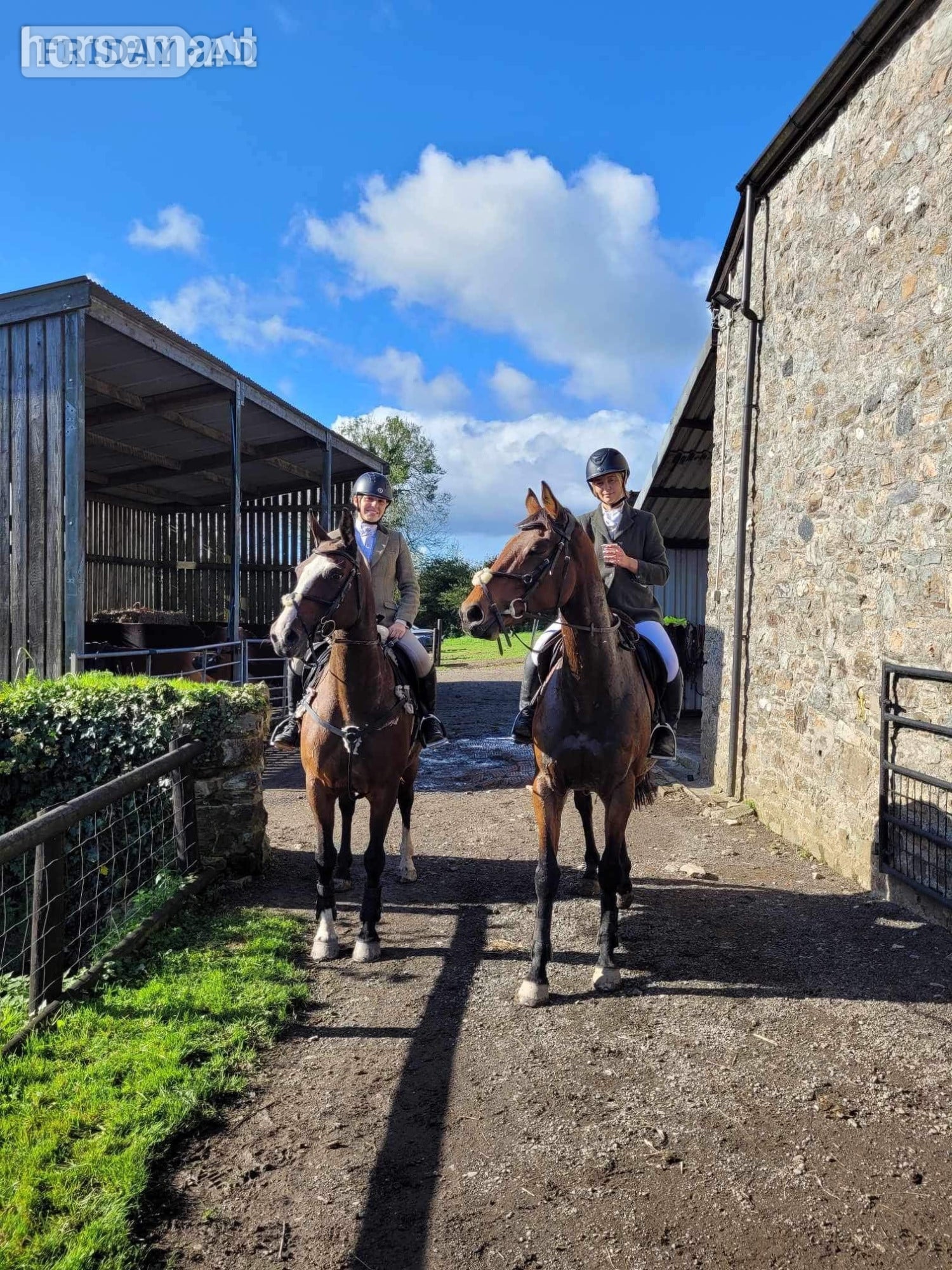 15.2 Sports horse for full or part loan  - Horses in Ivybridge