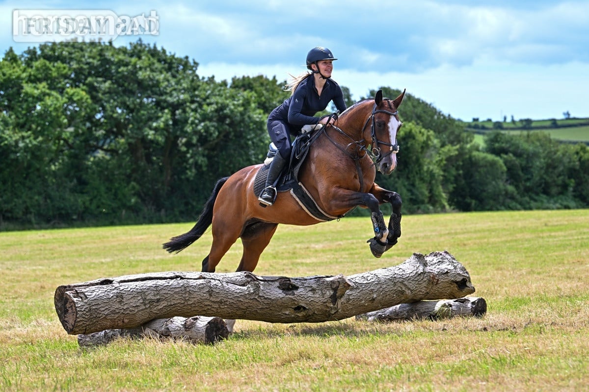 15.2 Sports horse for full or part loan  in Ivybridge