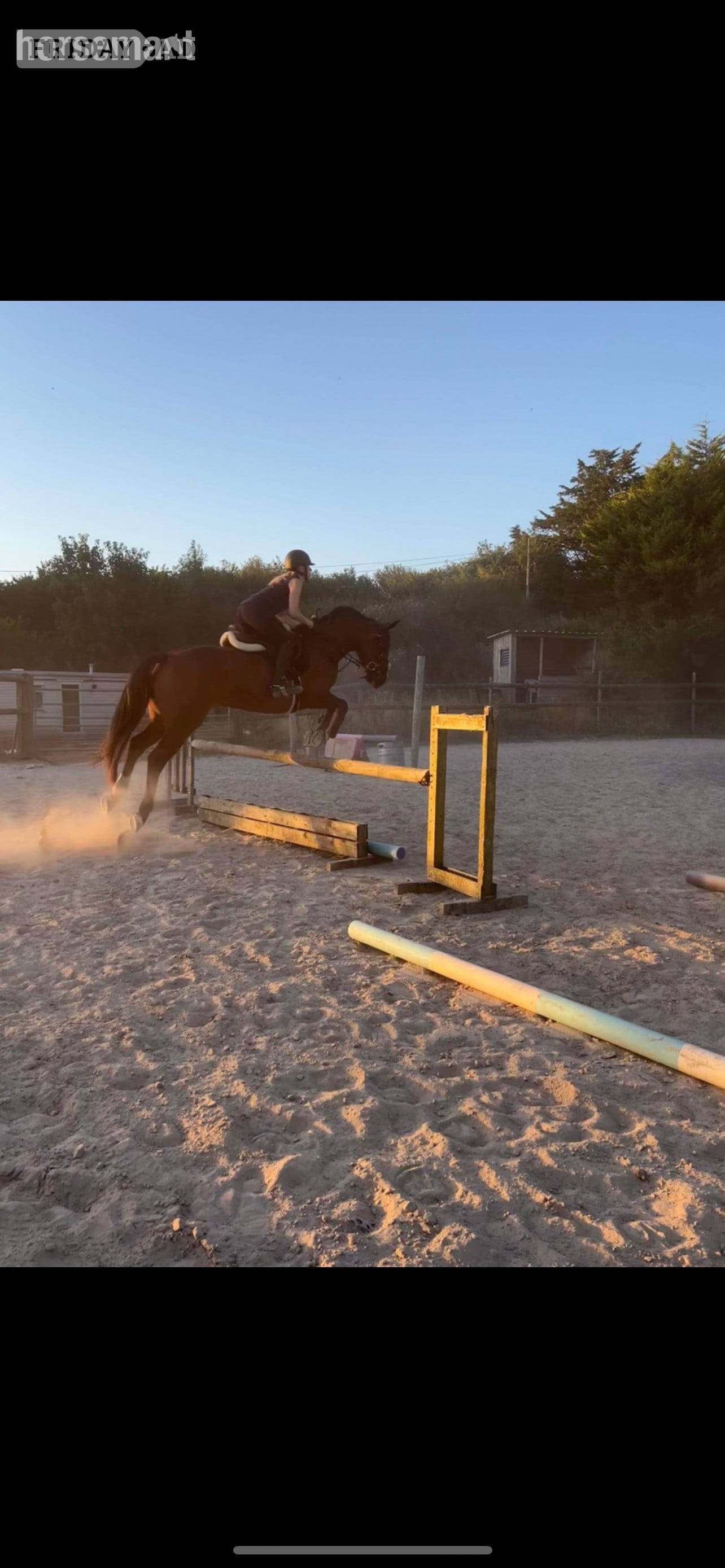 Ivybridge 15.2 Sports horse for full or part loan 