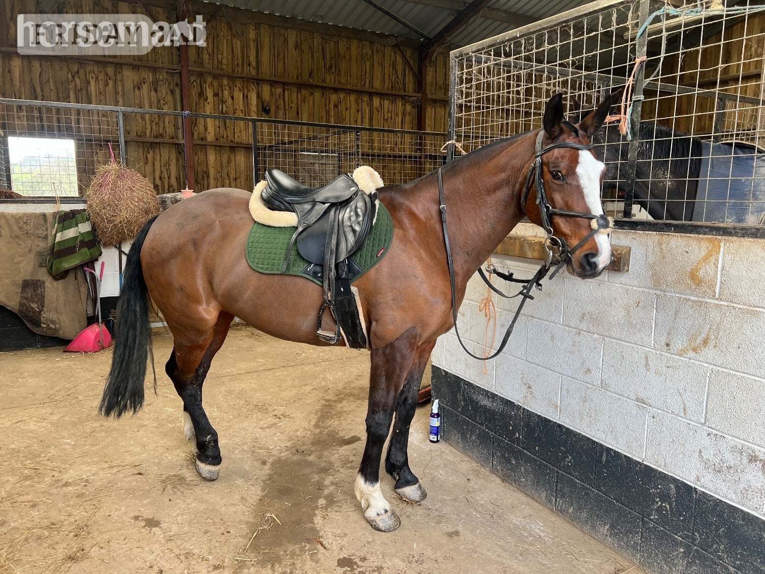 15.2 Sports horse for full or part loan 