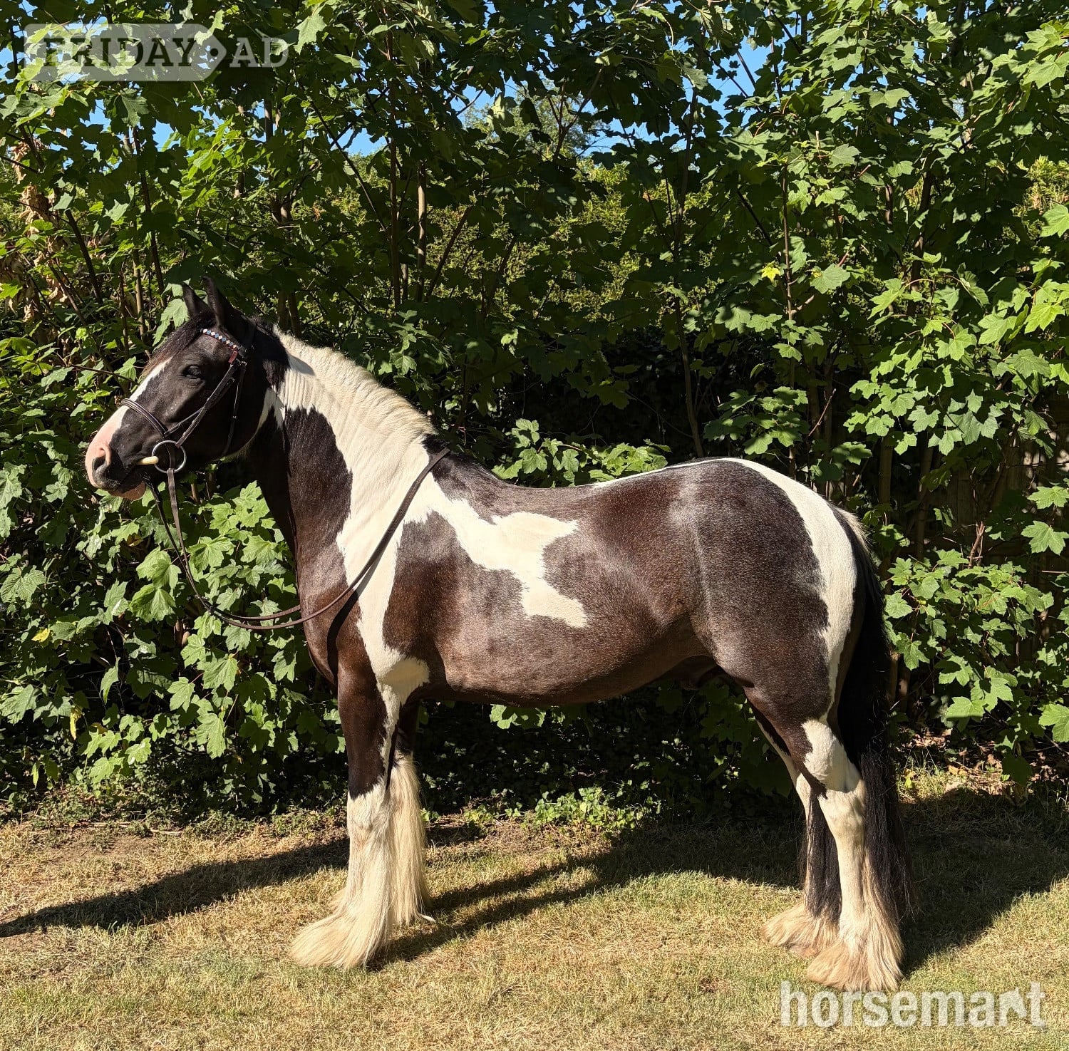 "Frankie goes to Hollywood " Piebald Gelding Coloured in Egham