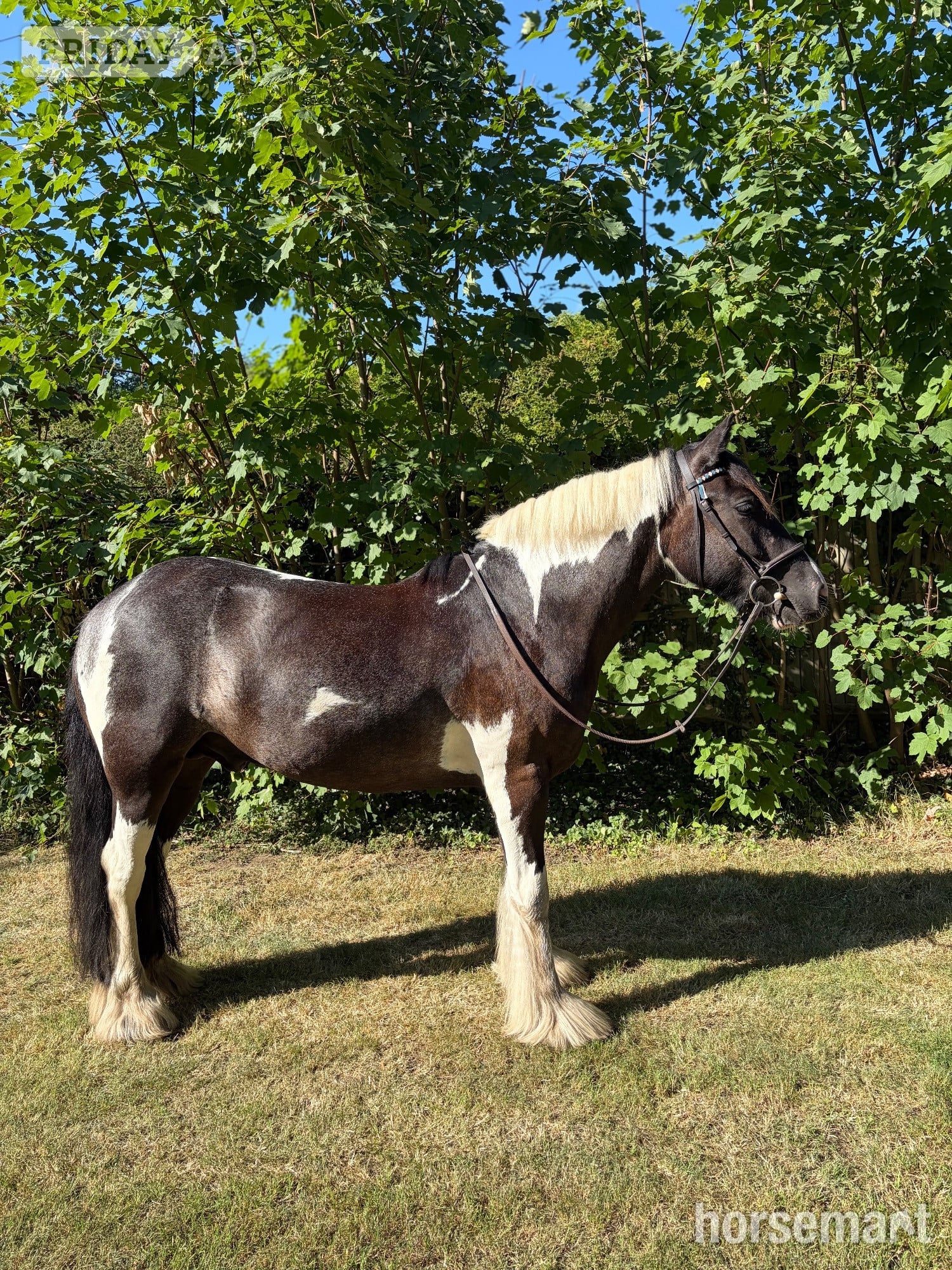 "Frankie goes to Hollywood " Piebald Gelding Coloured