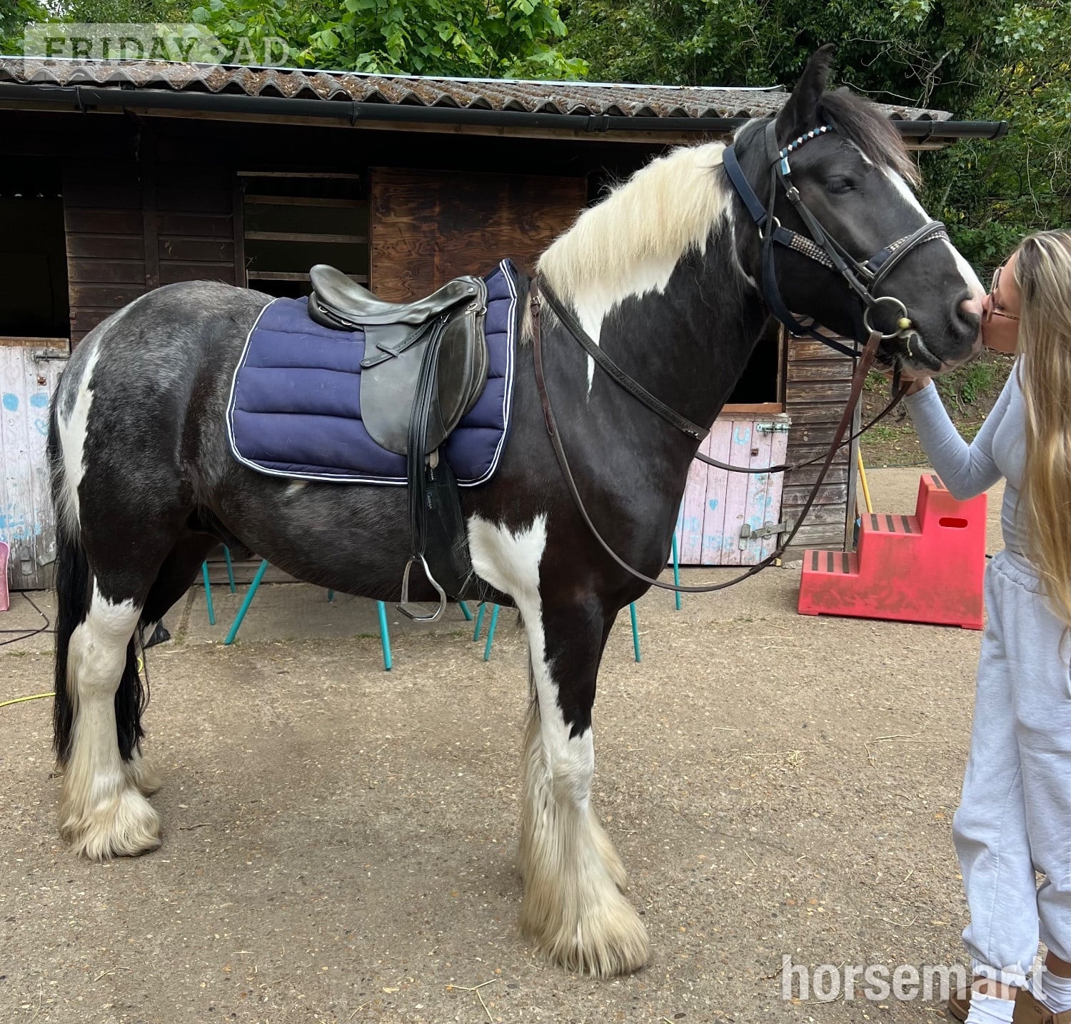 Egham "Frankie goes to Hollywood " Piebald Gelding Coloured