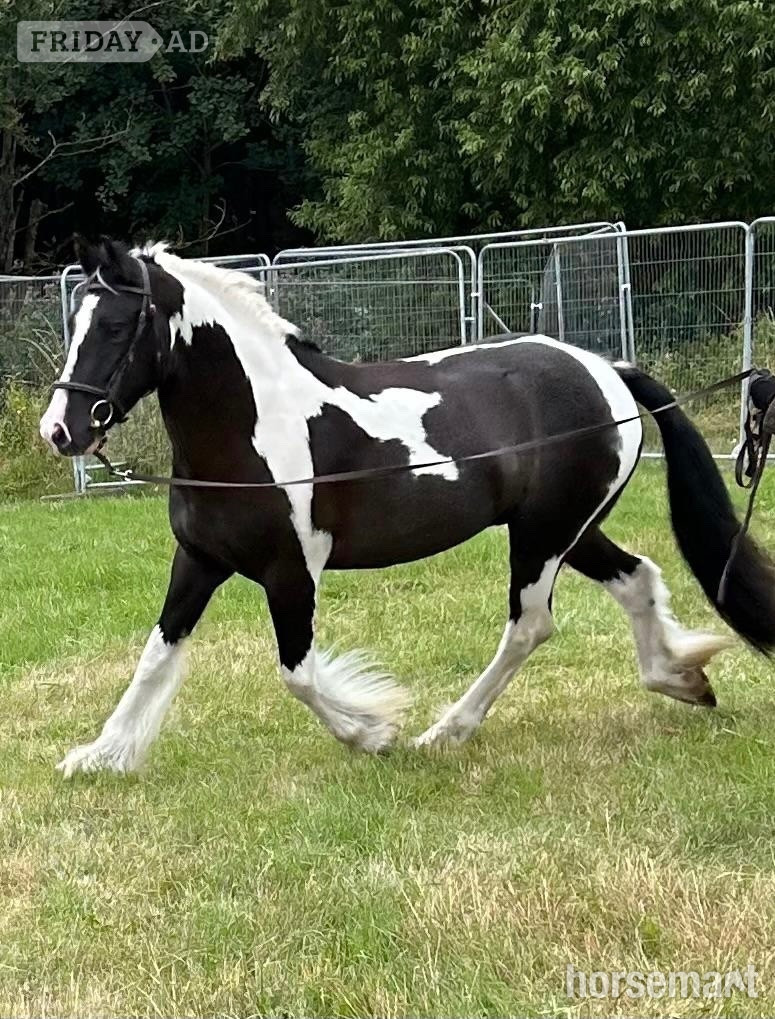 "Frankie goes to Hollywood " Piebald Gelding Coloured - Horses in Egham