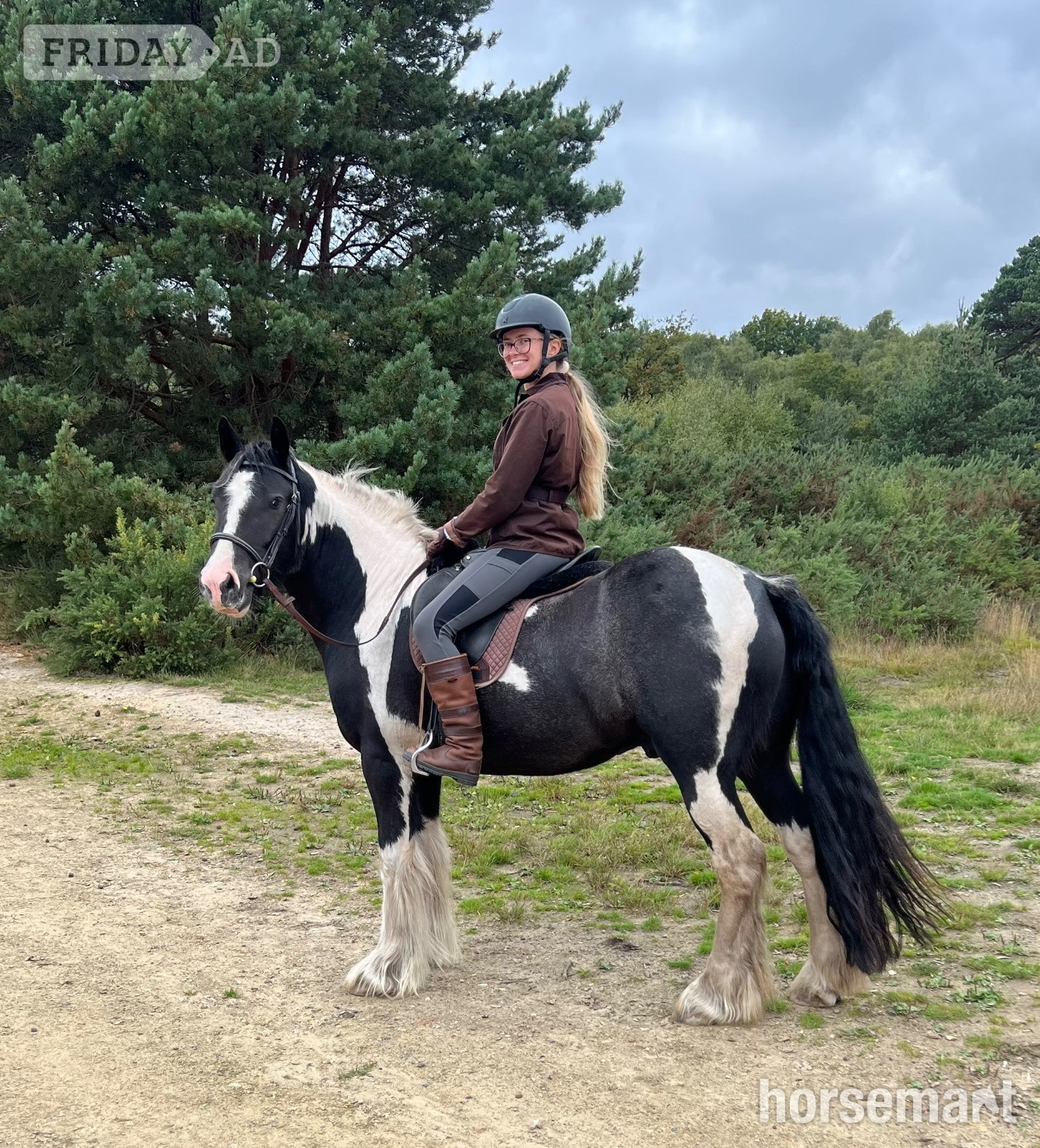 "Frankie goes to Hollywood " Piebald Gelding Coloured - Horses