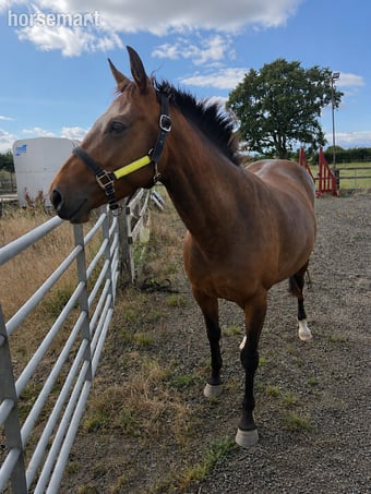 "Petal "  Mare Young Sport Horse