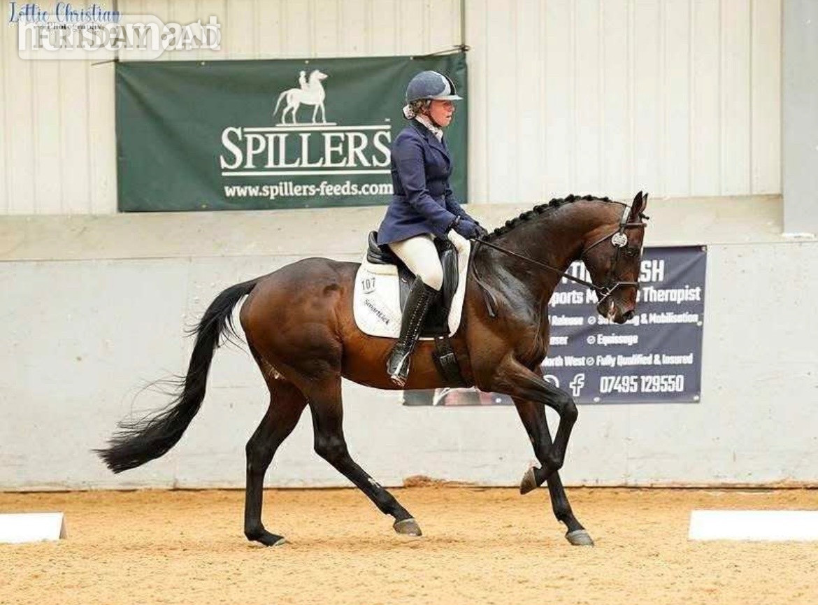 "Petal "  Mare Young Sport Horse