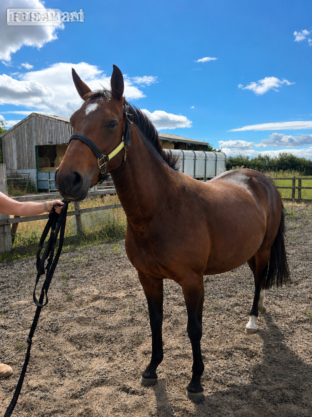 "Petal "  Mare Young Sport Horse - Horses in Richmond