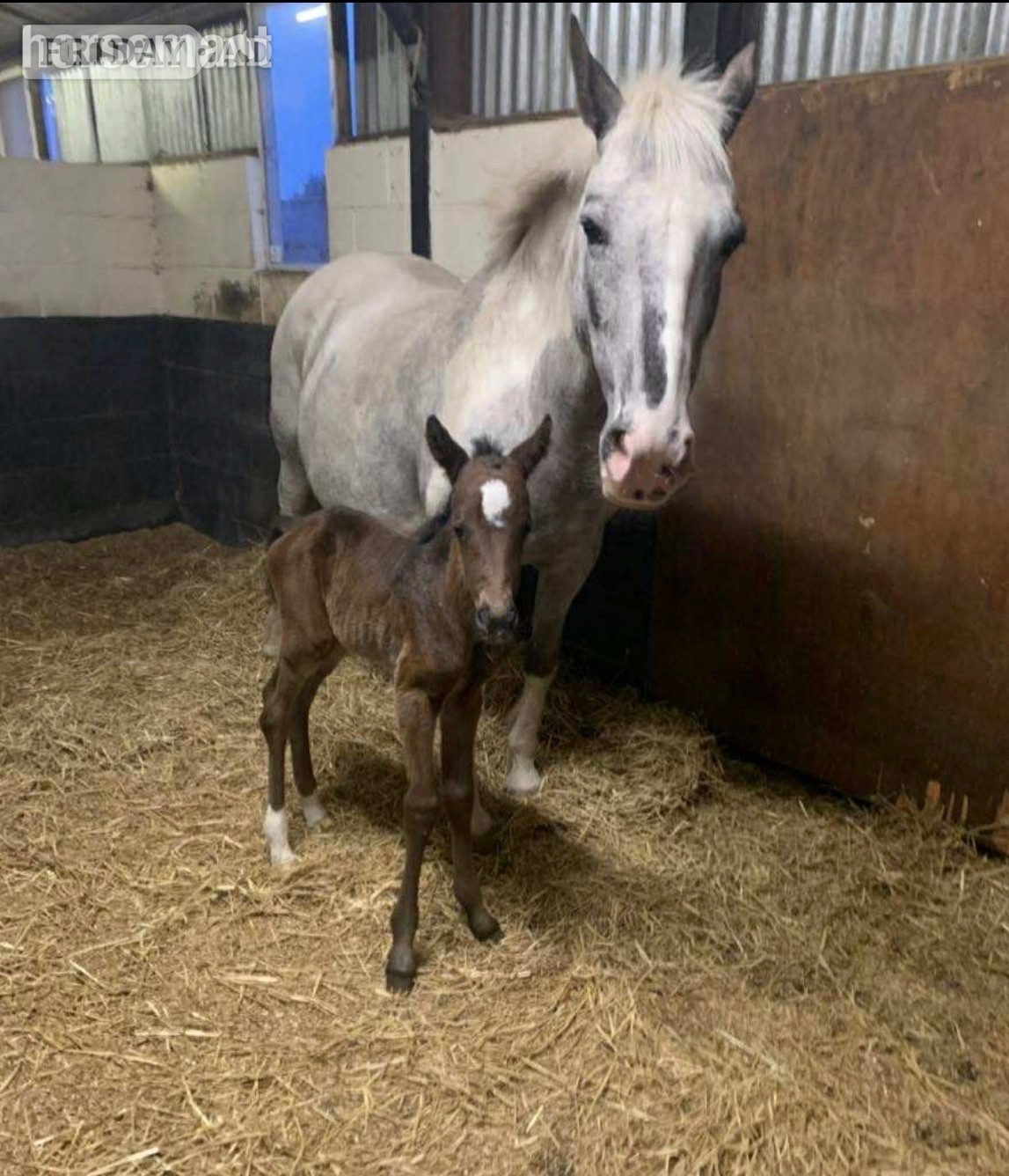 "Petal "  Mare Young Sport Horse - Horses