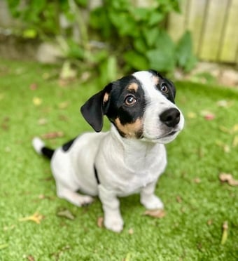 KC Lines Tricolour Male Jack Russell Puppy