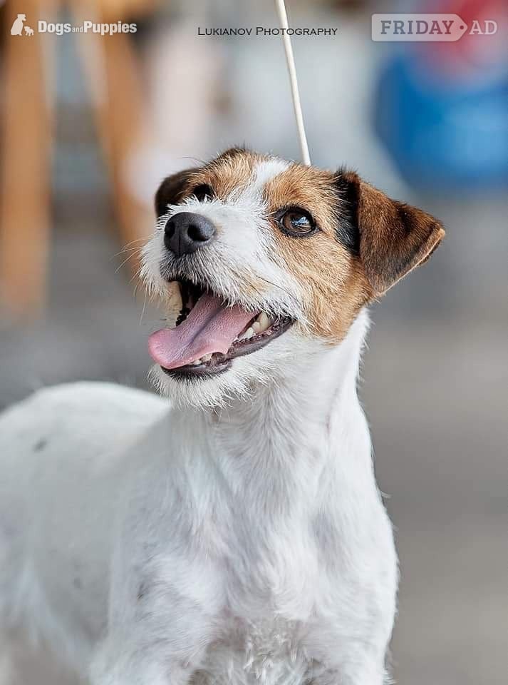 KC Lines Tricolour Male Jack Russell Puppy - Dogs & Puppies