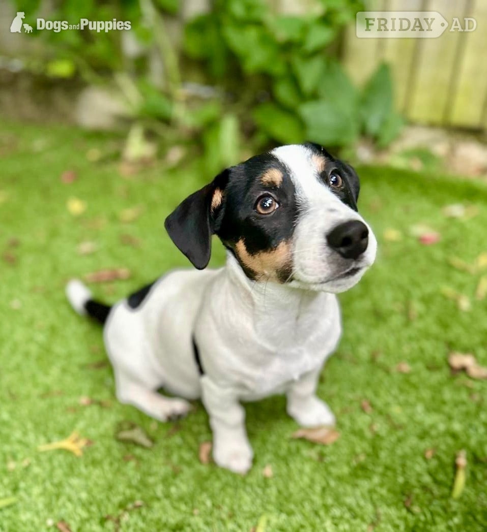 KC Lines Tricolour Male Jack Russell Puppy in London