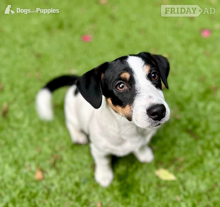 KC Lines Tricolour Male Jack Russell Puppy