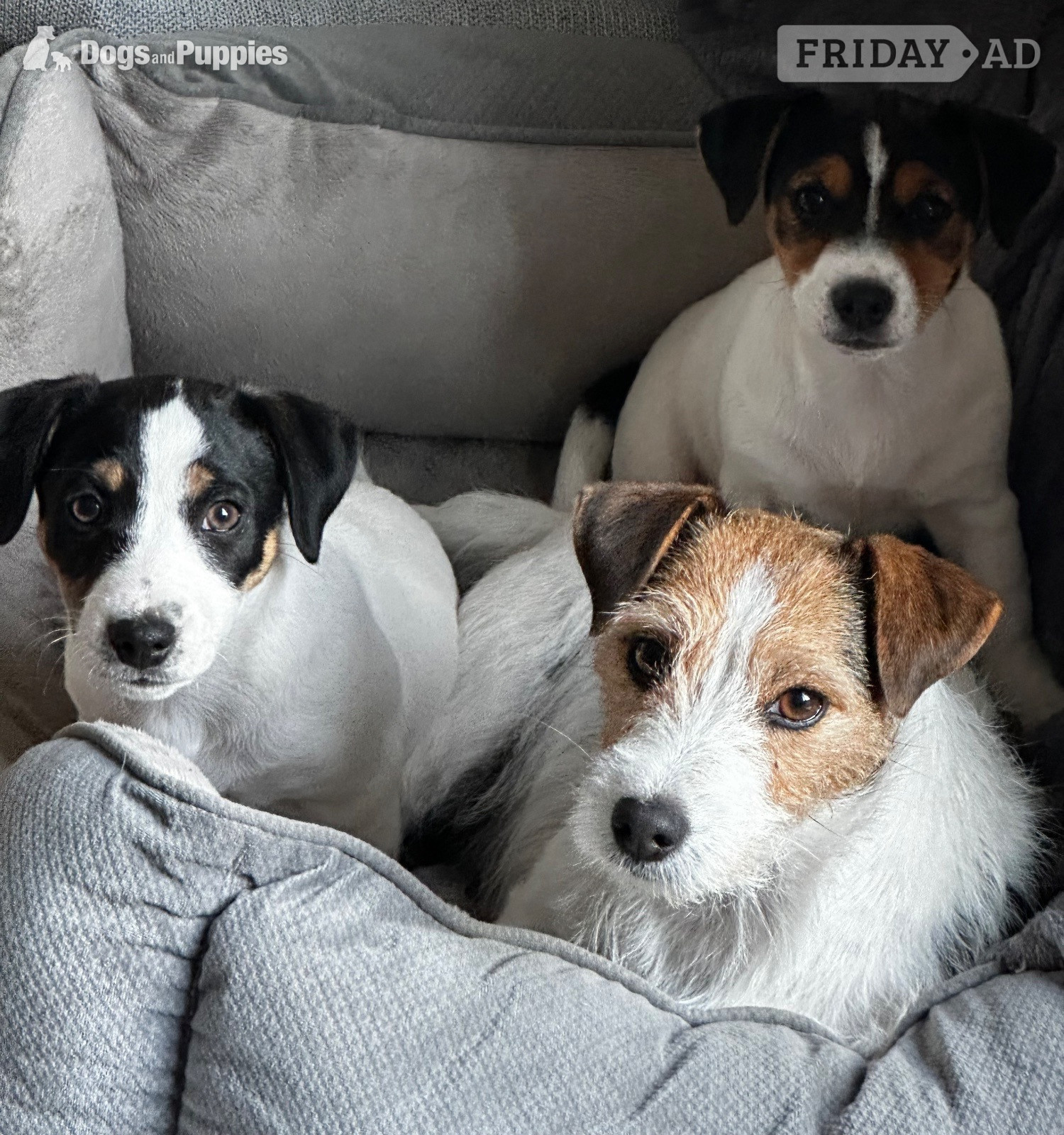 KC Lines Tricolour Male Jack Russell Puppy - Dogs & Puppies in London