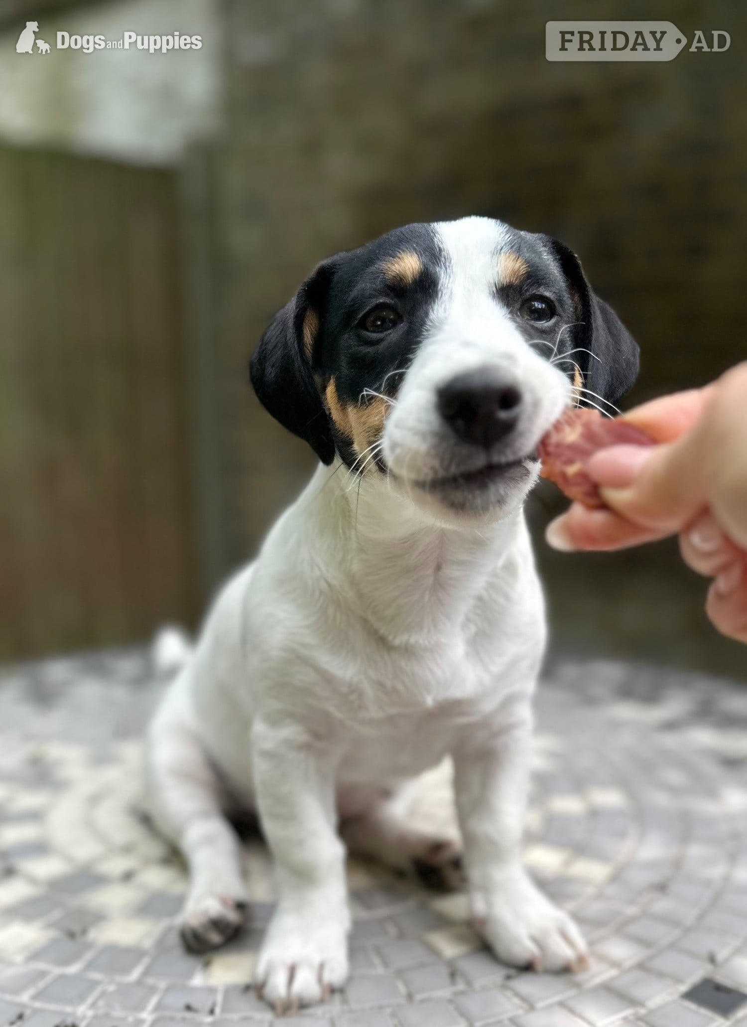 London KC Lines Tricolour Male Jack Russell Puppy
