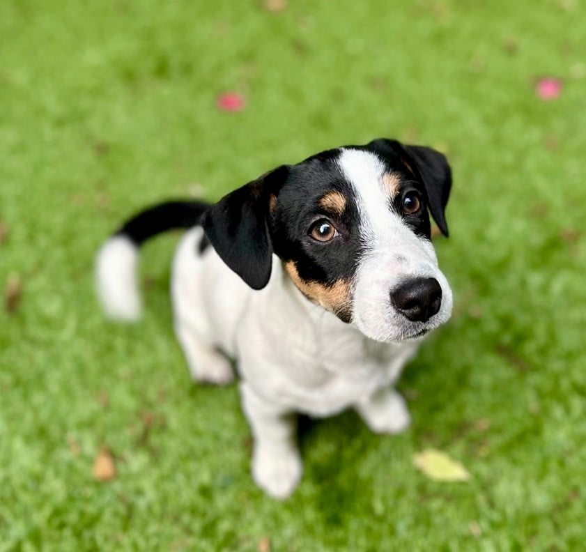 KC Lines Tricolour Male Jack Russell Puppy