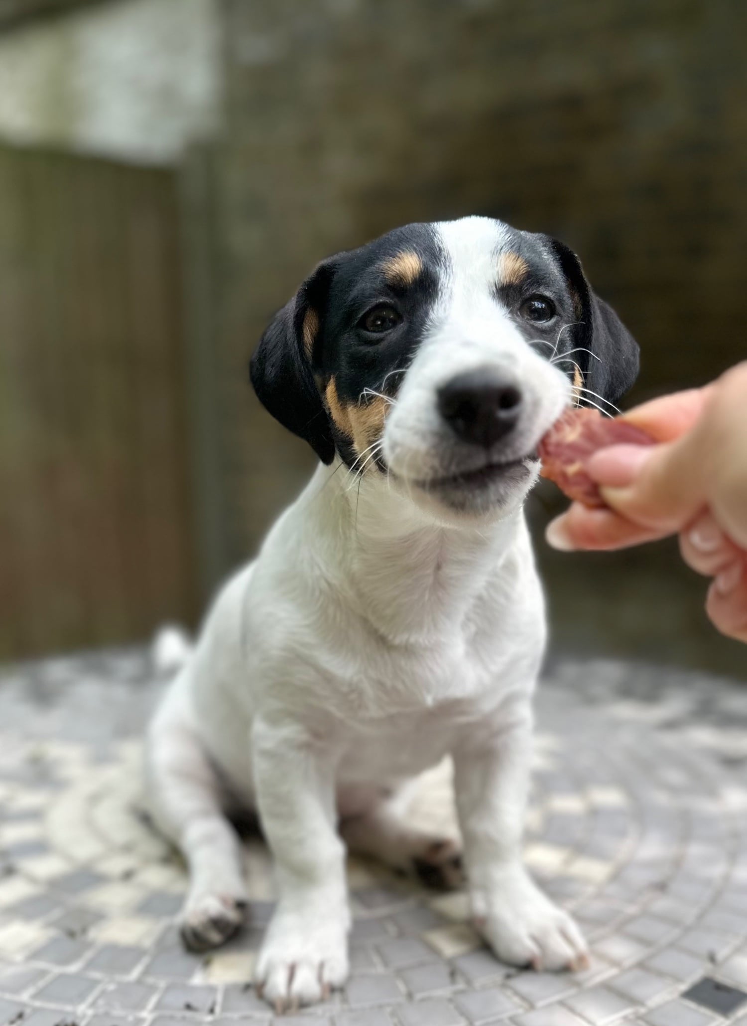 London KC Lines Tricolour Male Jack Russell Puppy