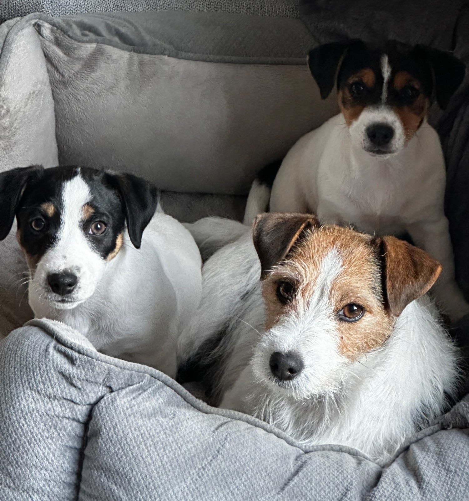 KC Lines Tricolour Male Jack Russell Puppy - Dogs & Puppies in London