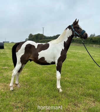 "Oakley" Buckskin Gelding Youngstock / Foal