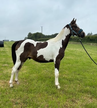 "Oakley" Buckskin Gelding Youngstock / Foal