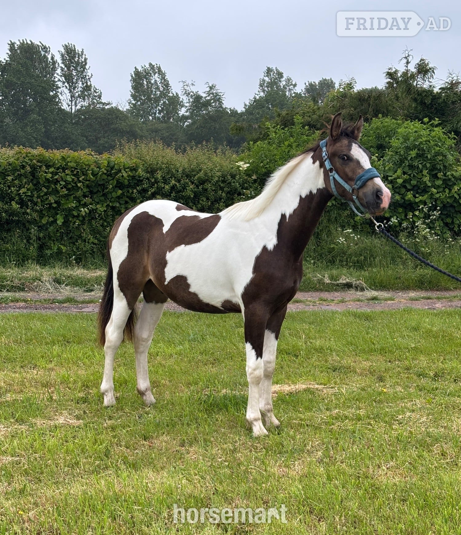 Monmouth "Oakley" Buckskin Gelding Youngstock / Foal