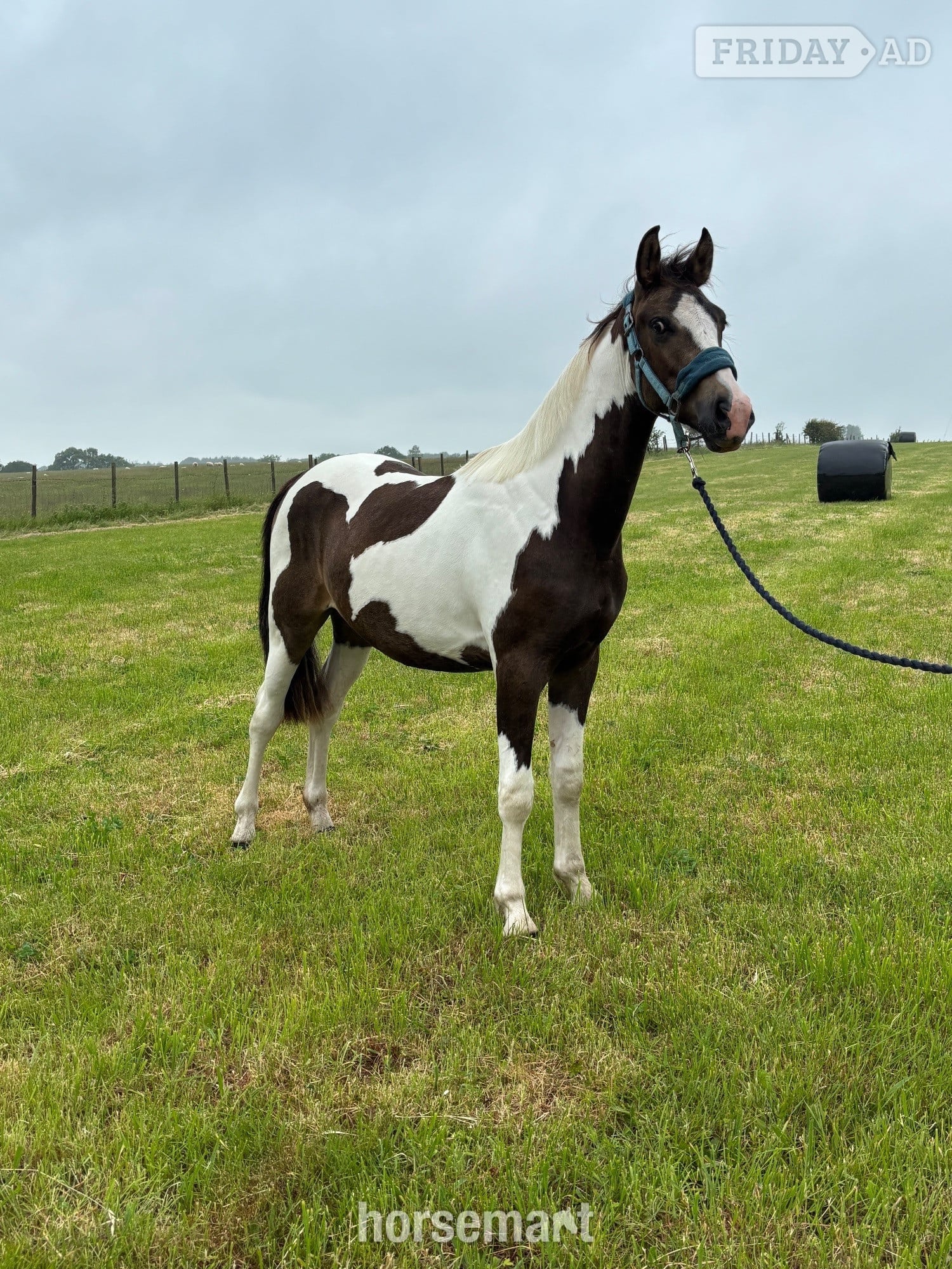 "Oakley" Buckskin Gelding Youngstock / Foal