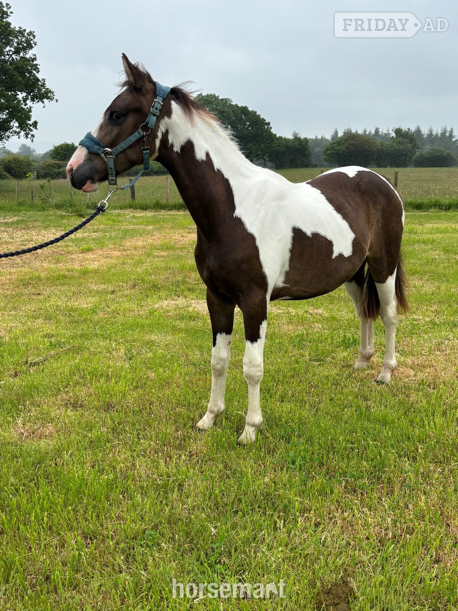 "Oakley" Buckskin Gelding Youngstock / Foal - Horses in Monmouth