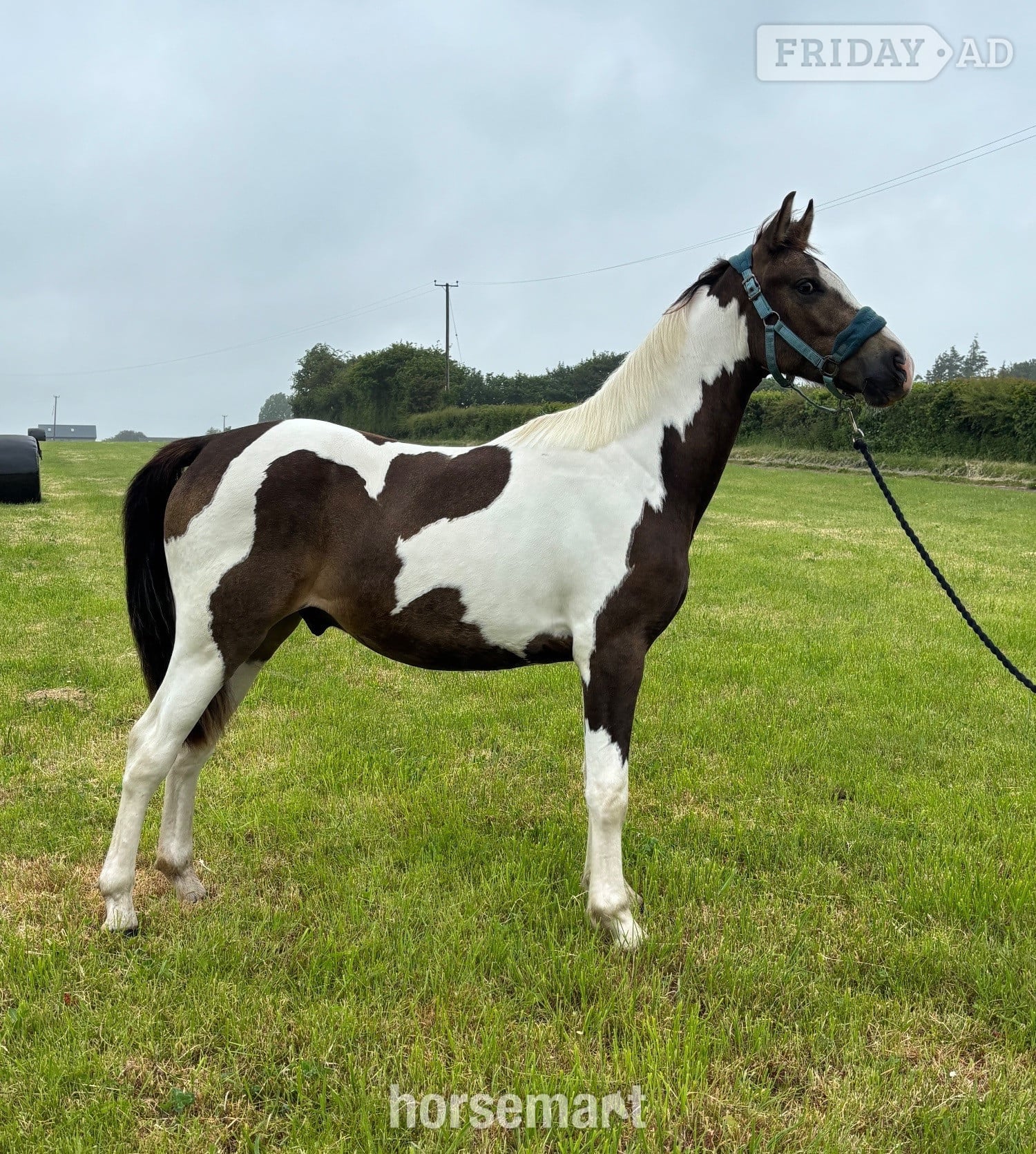 "Oakley" Buckskin Gelding Youngstock / Foal in Monmouth