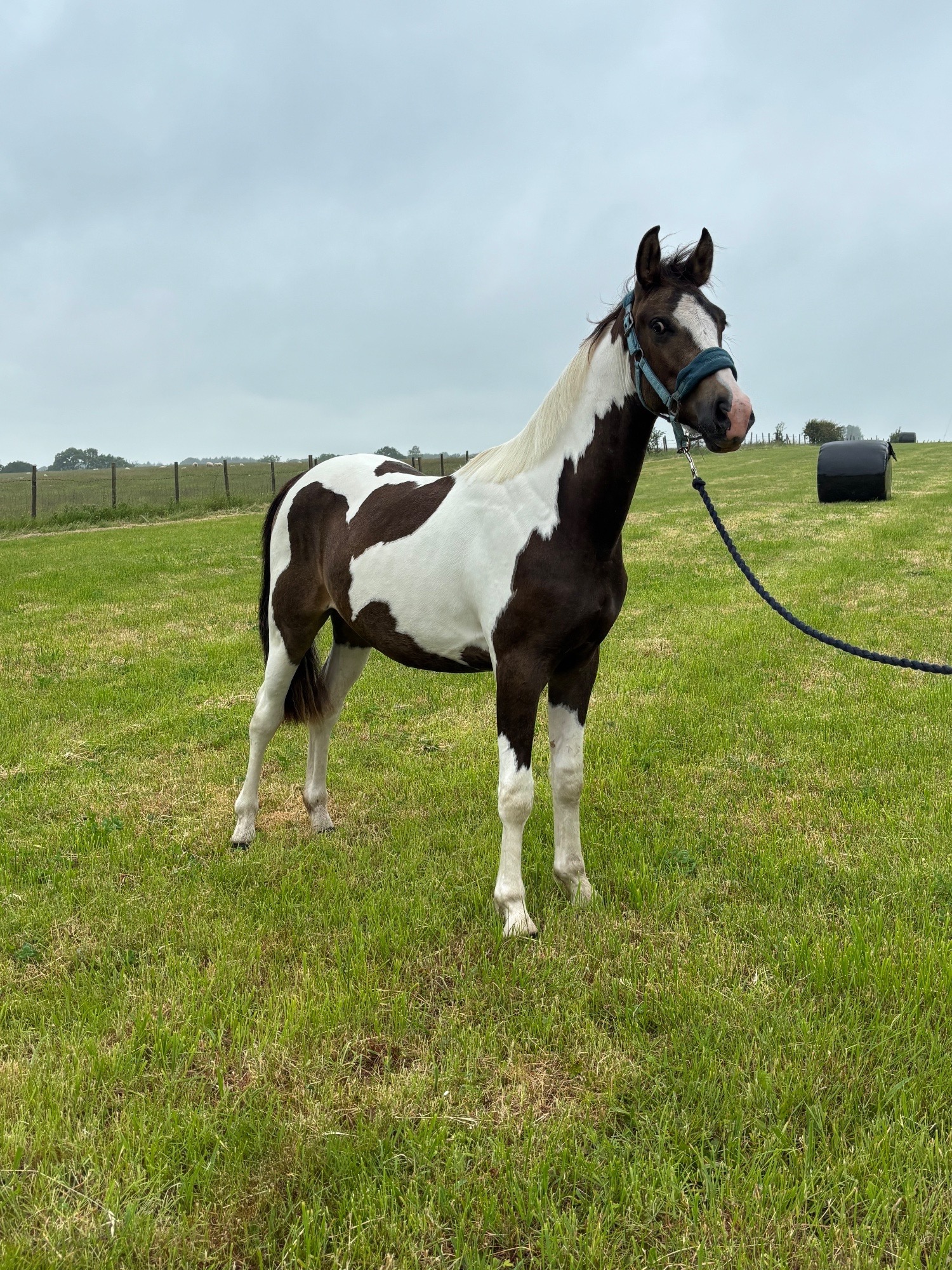 "Oakley" Buckskin Gelding Youngstock / Foal