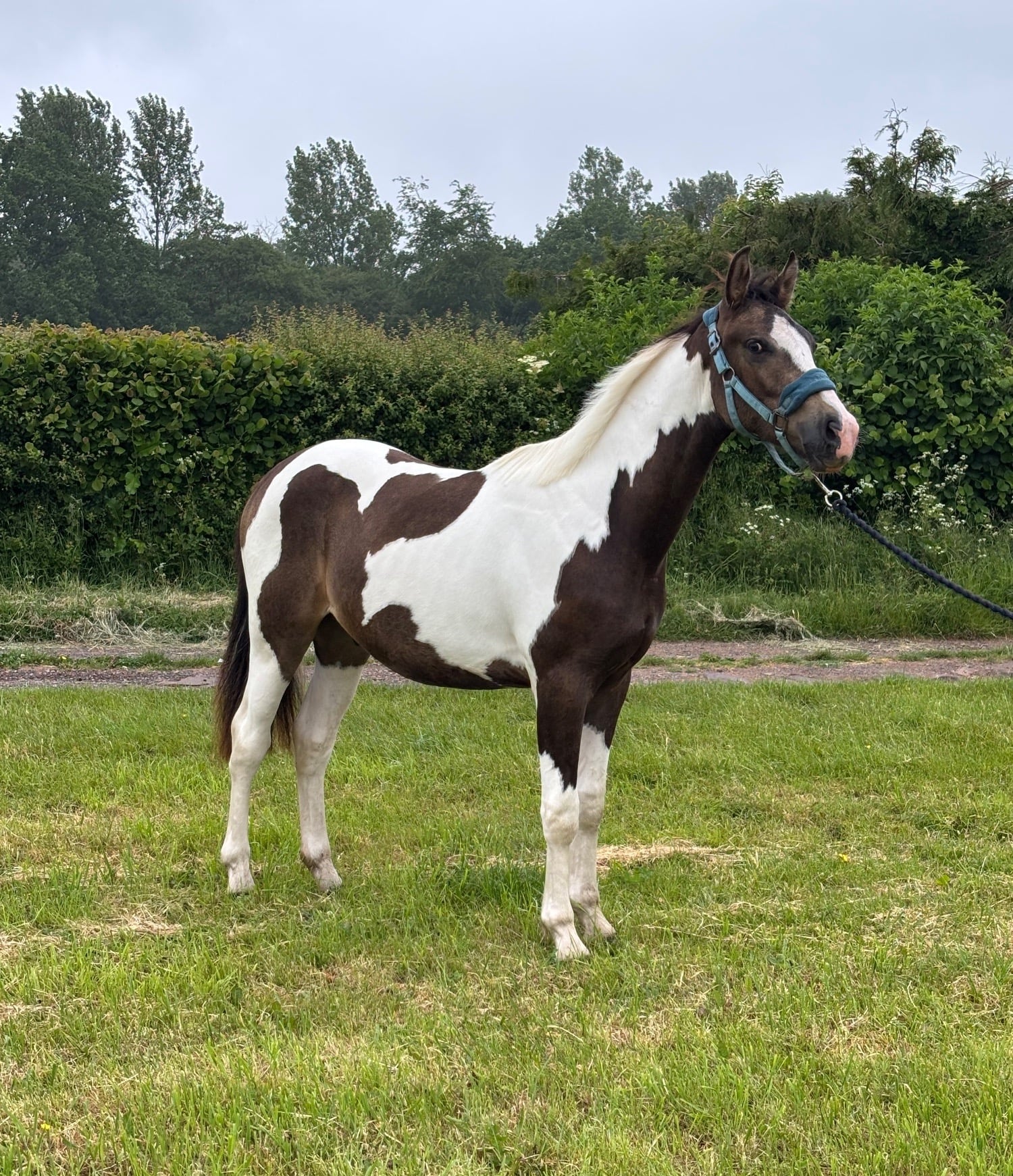 Monmouth "Oakley" Buckskin Gelding Youngstock / Foal