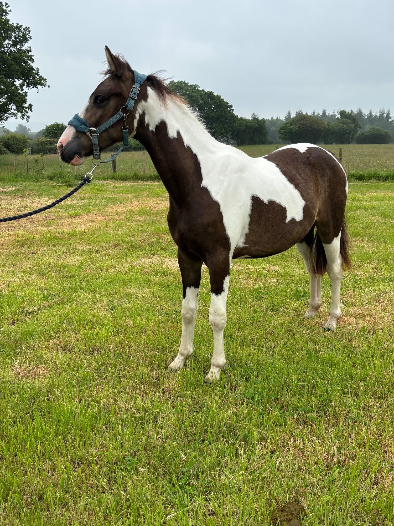 "Oakley" Buckskin Gelding Youngstock / Foal - Horses in Monmouth