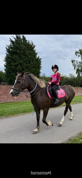 "Izzy" Chestnut Mare Happy Hacker