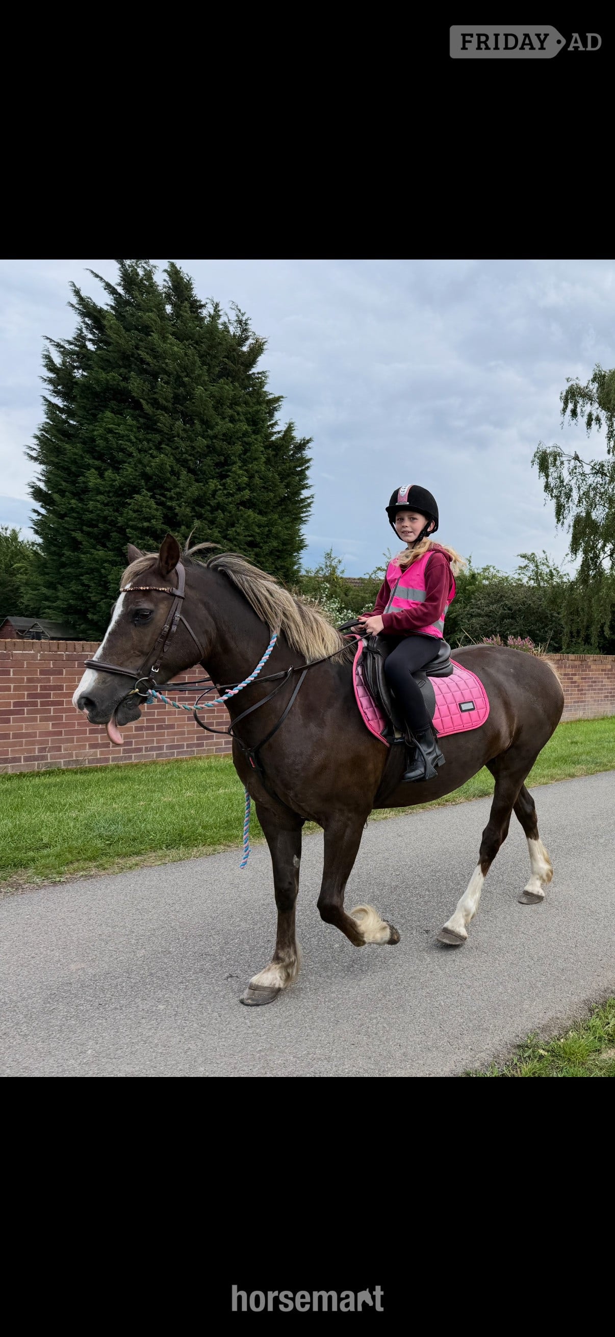 "Izzy" Chestnut Mare Happy Hacker in Doncaster