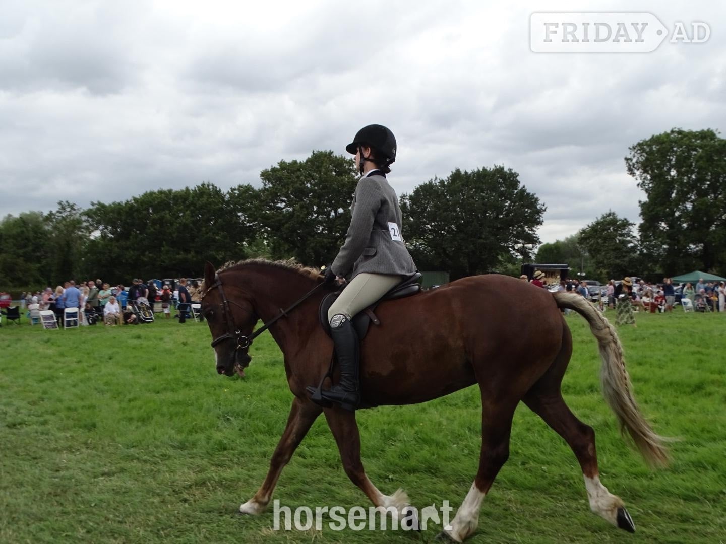 Doncaster "Izzy" Chestnut Mare Happy Hacker