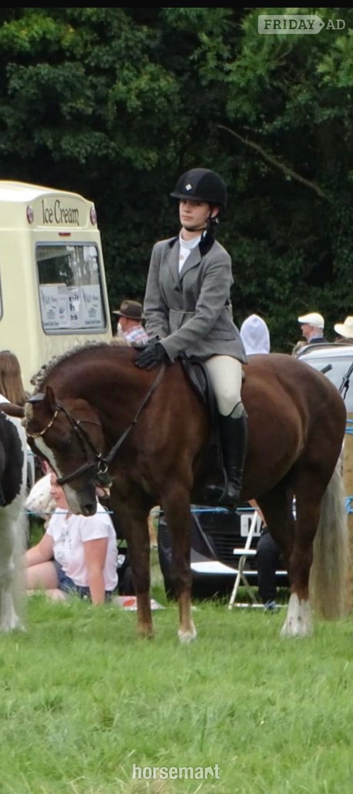"Izzy" Chestnut Mare Happy Hacker - Horses in Doncaster