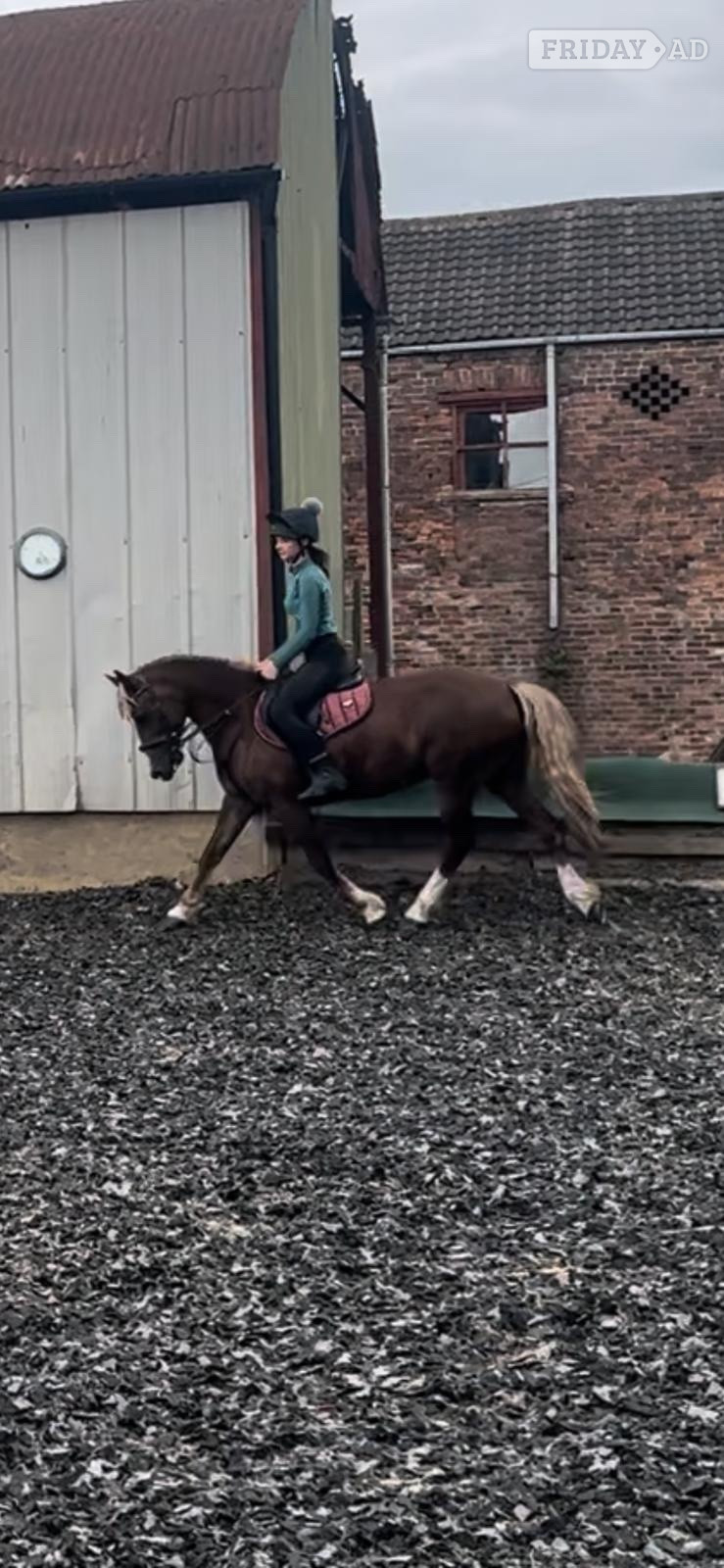 "Izzy" Chestnut Mare Happy Hacker - Horses
