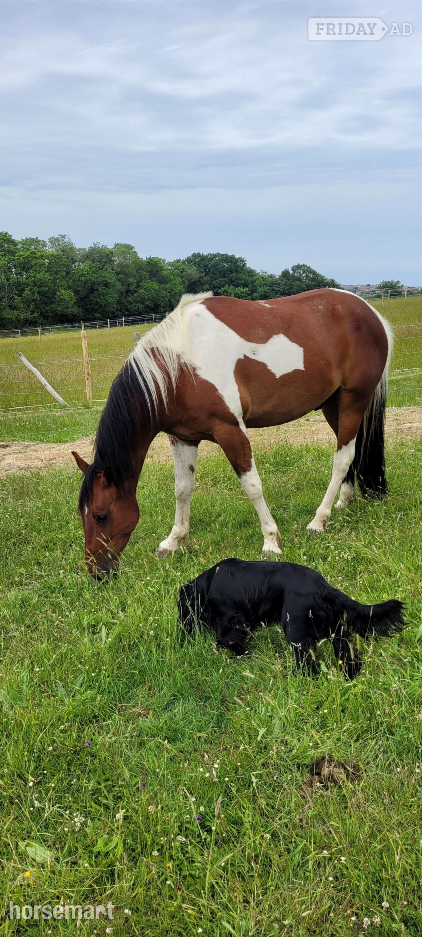 "Kaizer" Tri-Coloured Gelding Coloured in Canterbury