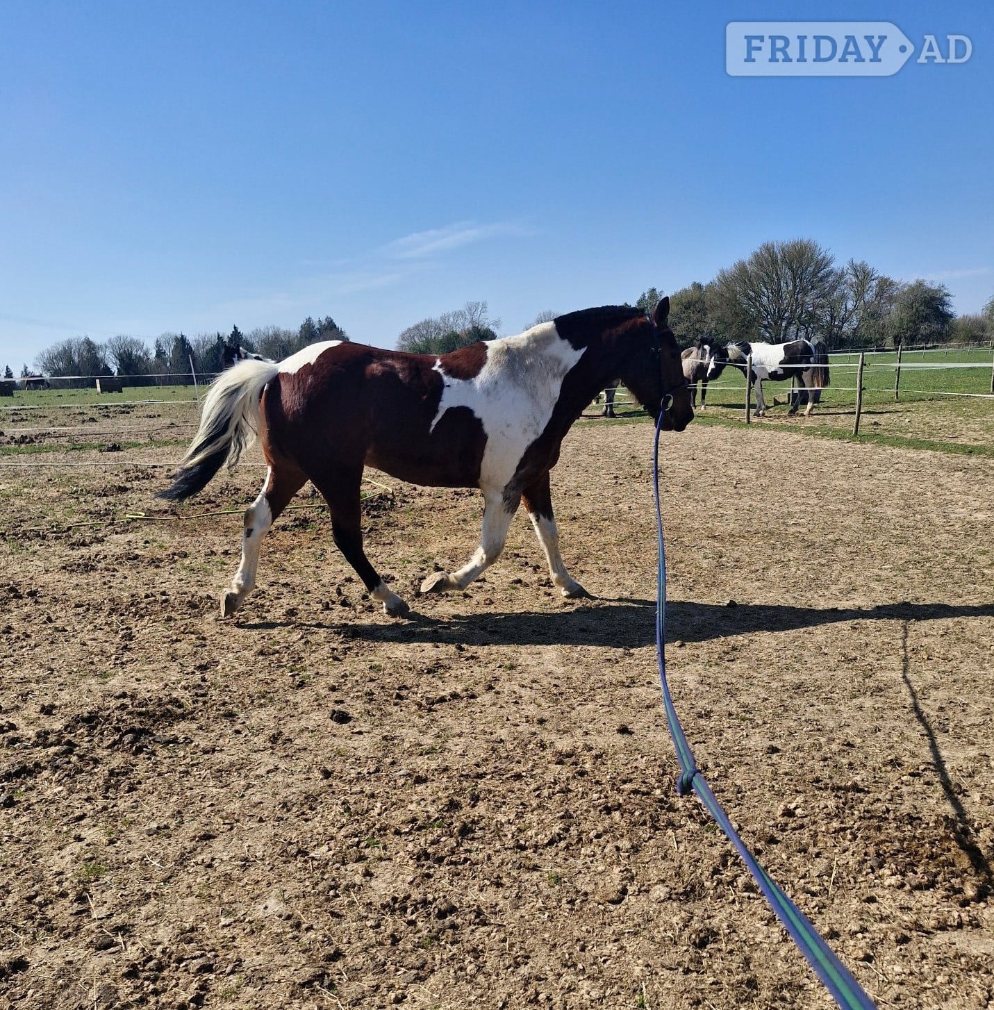 "Kaizer" Tri-Coloured Gelding Coloured